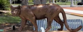 Florida Panther