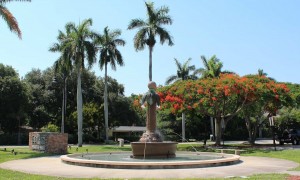 Tootie Against Royal Poinciana