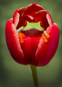 Camera USA Red Eyed Tree Frog