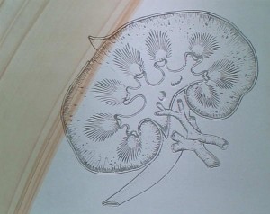 Longitudinal View of Kidney