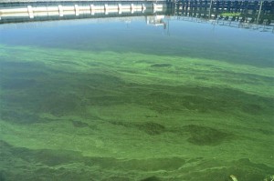 Blue Green Algae Blooms 01