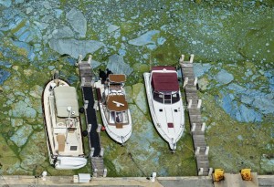 Blue Green Algae Blooms 02