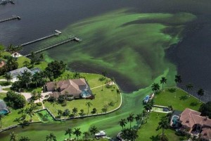 Blue Green Algae Blooms 03