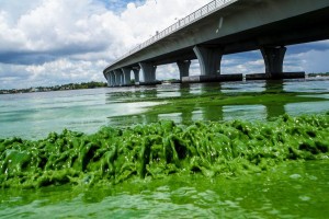 Blue Green Algae Blooms 05