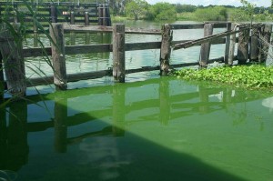 Blue Green Algae Blooms 06