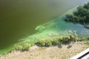 Blue Green Algae Blooms 08