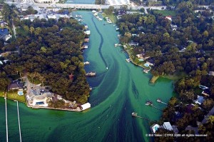 Blue Green Algae Blooms 10