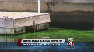 Blue Green Algae Blooms 11