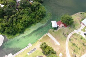 Blue Green Algae Blooms 12