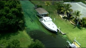 Blue Green Algae Blooms 13