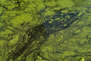 Blue Green Algae Blooms 14