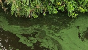 Blue Green Algae Blooms 15