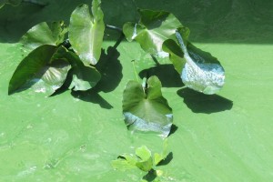 Blue Green Algae Blooms 16