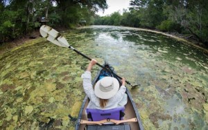 Blue Green Algae Blooms 17