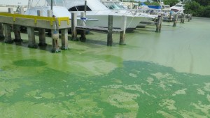 Blue Green Algae Blooms 18