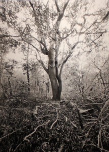 Butcher Tallest Black Mangrove in Florida Mound Key