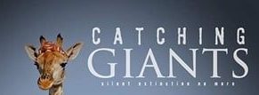 ‘Catching Giants’ raises awareness of giraffe’s silent march to extinction